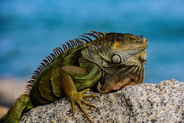 Obraz premium Green Iguana, also known as Common or American iguana, on nature background. Wildlife and nature, marine Iguana.