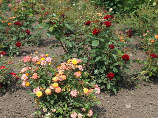 garden rose Gloria of different colors in the garden blooms very beautifully