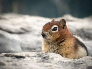 Naklejka na ściany i meble Cute chipmunk closeup, shot made at Lake Minnewanka, Banff National Park, Alberta, Canada