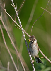 Thrush Bird in Wheldrake Ings near York while bird watching