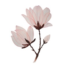 Watercolor magnolia isolated on white background. Transparent flowers. Design element, vintage ornament.  View, copy room. Template for cards, posters, wallpapers.
