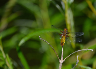 dragonfly on a green leaf at wheldrake Ings, York