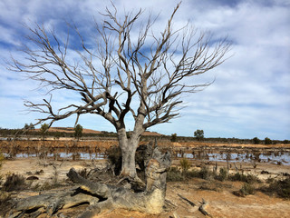 Dead Tree Standing