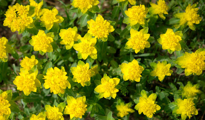 Background patern of buds of yellow flowers on green foliage