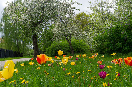 Tulip fiels and blossoming apple trees in Mitino landscape park in Moscow