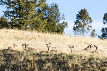Sleepy Deer Herd