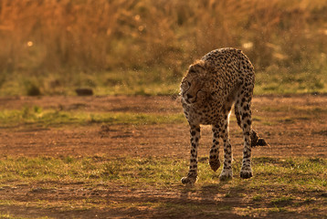 Naklejka na ściany i meble Cheetah shaking his head to remove water, Masai Mara