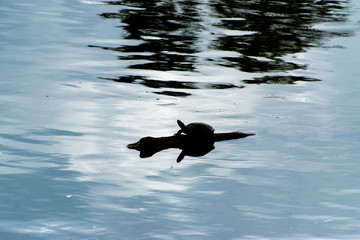 A silhouette of one small turtle on a log in a lake