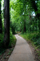 A paved concrete walkway going through a green forest