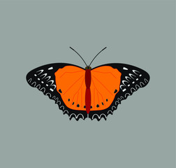 butterfly cethosia biblis. illustration for web and mobile design.
