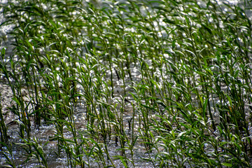 A bed of grass growing in shallow water from a marshland.