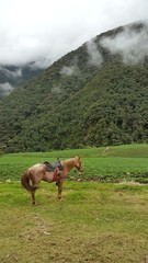 Caballo en el campo