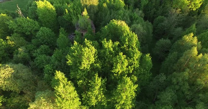 4K early summer sunny afternoon aerial video of abandoned village site with ruins of houses and church inmiddle of dense green wild woods in Russia's Yaroslavl region