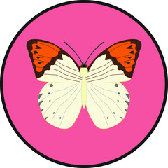 hebomoia butterfly. illustration for web and mobile design.