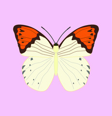 hebomoia butterfly. illustration for web and mobile design.