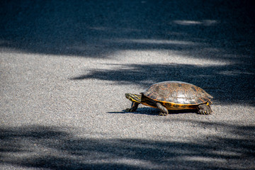 A single River Cooter (Pseudemys concinna) crossing a asphalt road