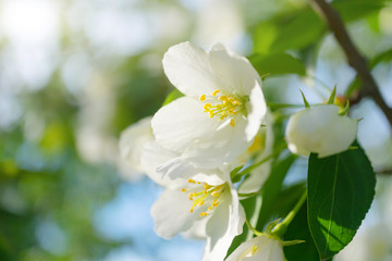 White flowers of apple trees bloom on a branch. Close-up. The concept of spring, summer, flowering, holiday. Image for banner, postcards.