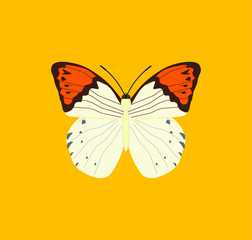 hebomoia butterfly. illustration for web and mobile design.