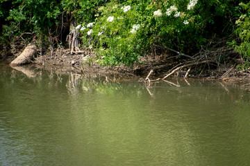 A canal with a small swamp rat swimming in Columbia, SC