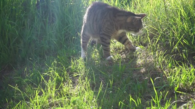 Cat Sneezes in the nature