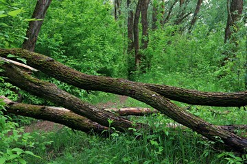 fallen dead trees in the forest