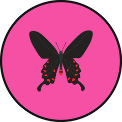 pachliopta kotzebuea butterfly. illustration for web and mobile design.