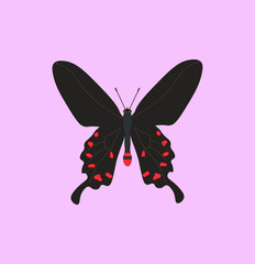 pachliopta kotzebuea butterfly. illustration for web and mobile design.