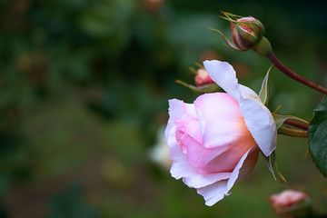 Large rose that grows in the garden