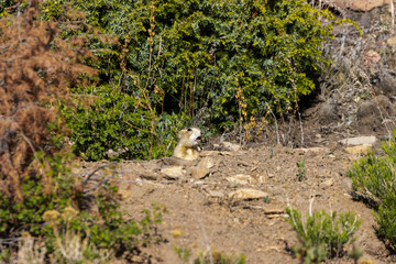 Prairie Dog