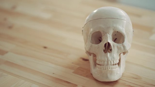 human artificial skull standing on a wooden table