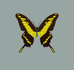 Papilio thoas butterfly. illustration for web and mobile design.
