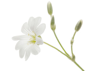 White flower of Cerastium, isolated on white background
