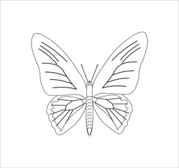 rhadamantus troid butterfly. illustration for web and mobile design.