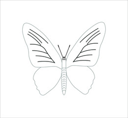 rhadamantus troid butterfly. illustration for web and mobile design.