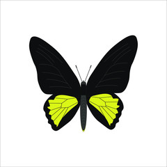 rhadamantus troid butterfly. illustration for web and mobile design.