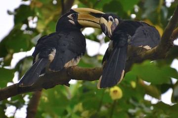 Pair of oriental pied hornbills at Koh Chang Ranong in Thailand