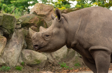 Fototapeta premium rhino in the zoo