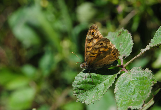 Borboleta de cores castanhas amarelas e pretas pousada numa folha de silva em macro fotografia