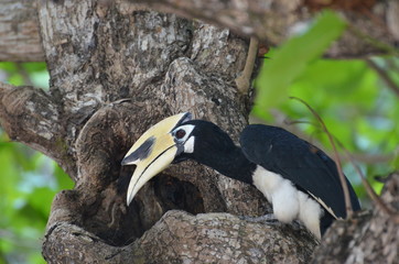 Beautiful Oriental pied hornbill at Koh Chang Ranong in Thailand
