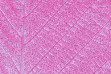 Extreme close up texture of leaf veins. pink toned. morning sunlight as background natural plants landscape, ecology, fresh wallpaper concept. macro with copy space