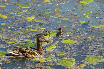 Mom duck with ducklings on the lake, breeding offspring in the wild, care for mallards about their...