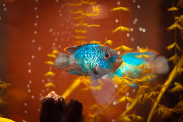 Obraz na płótnie Canvas Blue decorative fish in an aquarium.