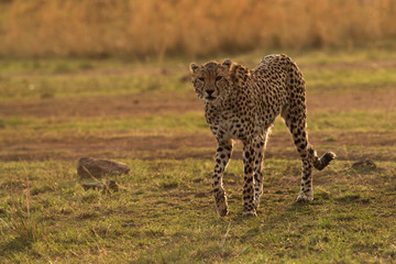 Closeup of Cheetah walking in the grasses during dusk, Masai Mara