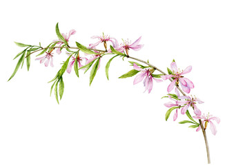 Watercolor illustration. A delicate, elegant branch with pink almond flowers. Flowering almonds on a branch on an isolated white background.