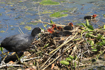 Mom coot duck feeds her ducklings on the lake, raising offspring in the wild, taking care of her...