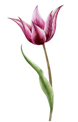 Watercolor illustration. A maroon Tulip flower with sharp petals on a white background.