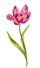 Watercolor illustration. The flower of a blooming Tulip is pink on a white background.