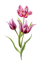 Watercolor illustration. A bouquet of pink and dark red tulips on a white background.