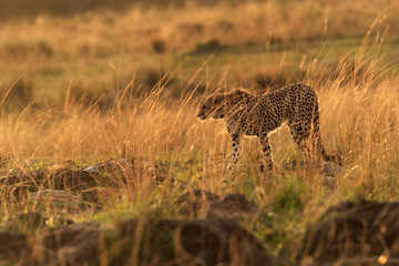 Cheetah moving in the golden grasses during dusk, Masai Mara