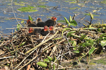 Nest with wild little ducklings coots on the lake, breeding offspring in the wild, survival in...